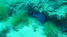 Seacliff Reef