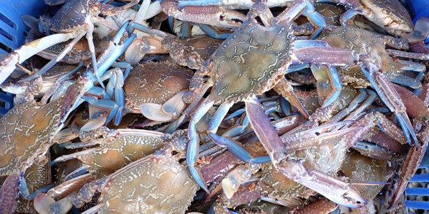 Info on the Blue Swimmer Crab